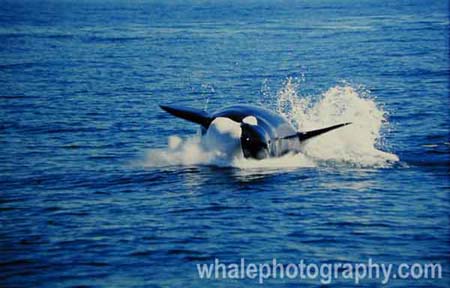 westle_whale_05