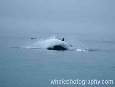 westle_whale_09