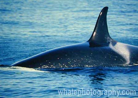 westle_whale_14