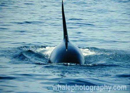 westle_whale_17