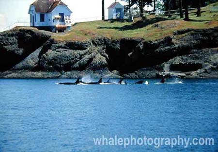 westle_whale_18
